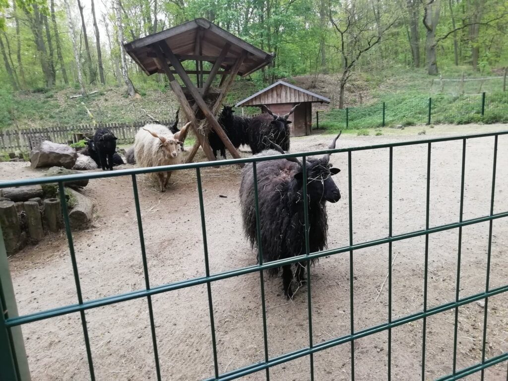 Zoo Frankfurt. 26 1