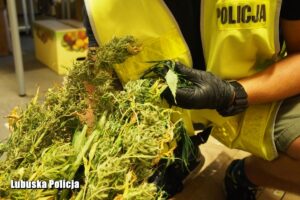 Na terenie jednego z kompleksów leśnych w powiecie słubickim policjanci zabezpieczyli kilkadziesiąt krzewów marihuany. Fot. Policja